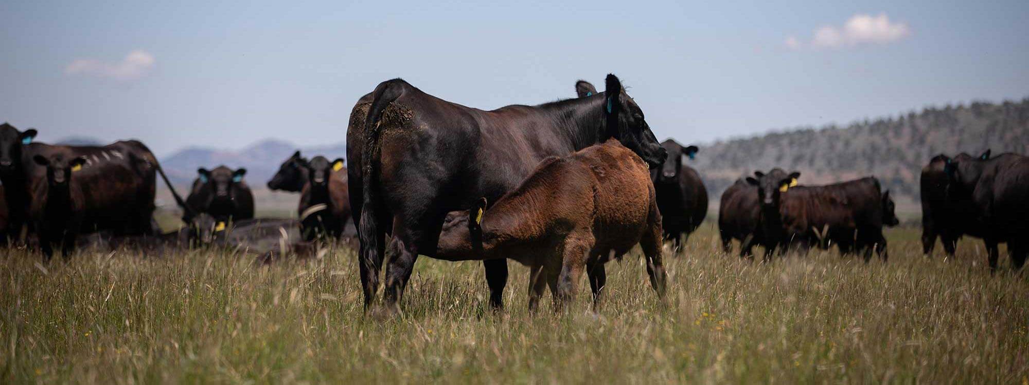 Calf nursing in tall grass